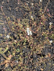 Eremothera boothii