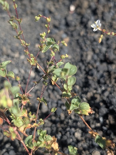 Eremothera boothii, photograph 2