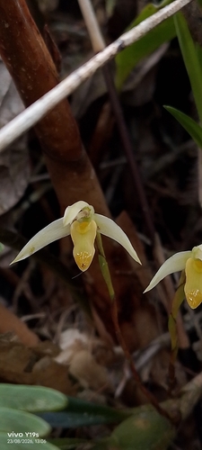 Maxillaria acuminata, photograph 1