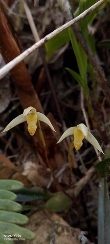 Maxillaria acuminata, photograph 2