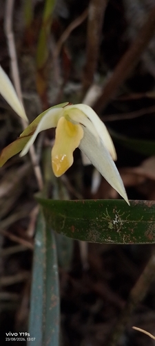 Maxillaria acuminata, photograph 3