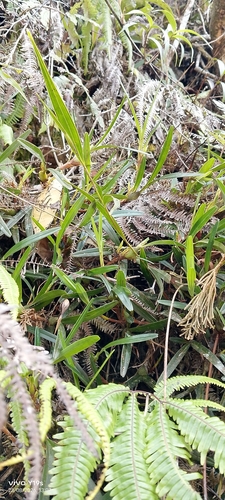 Maxillaria acuminata, photograph 4
