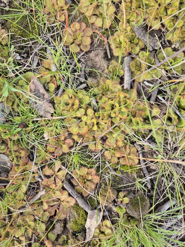 scented sundew