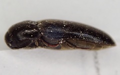 Eucnemis capucina