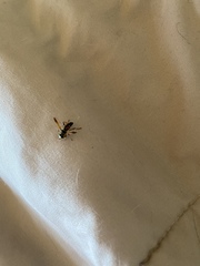 Meromacrus gloriosus