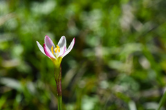 Zephyranthes minima