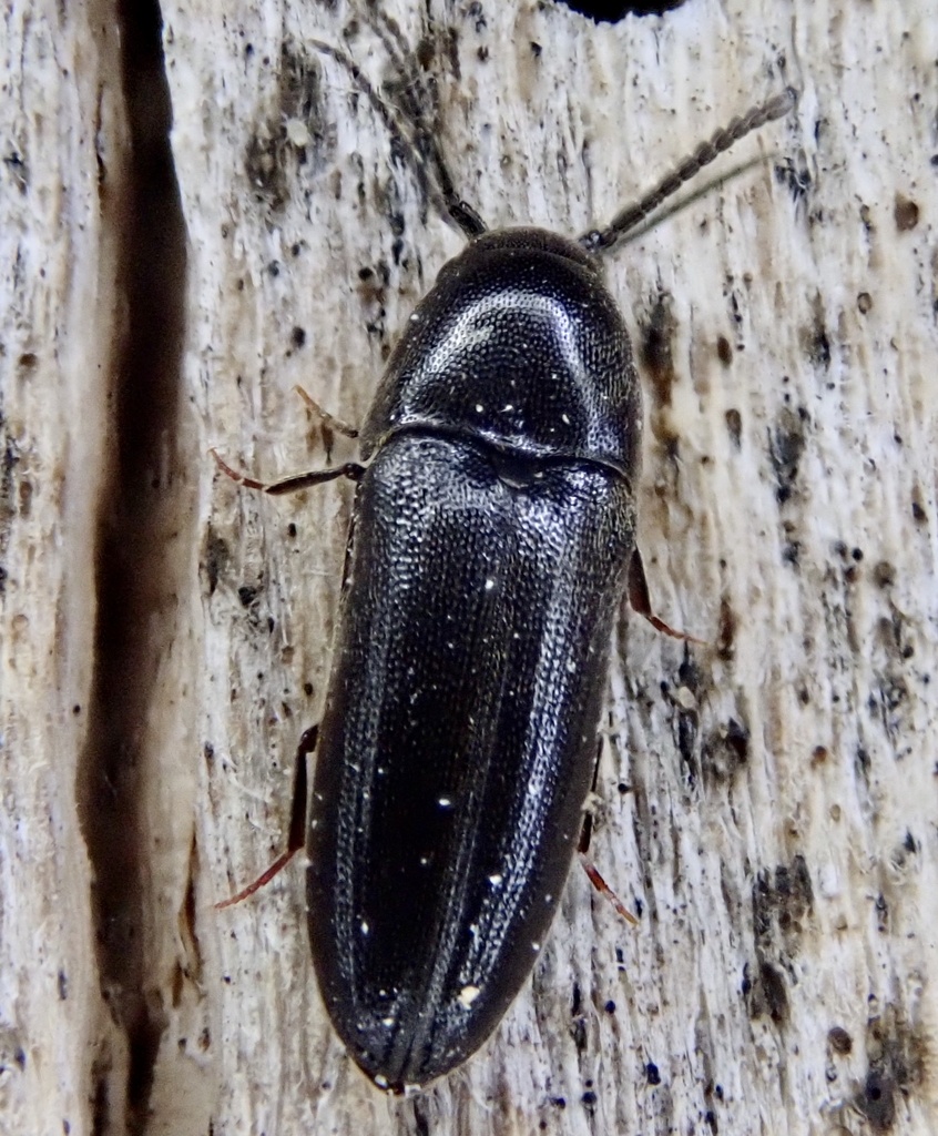False Click Beetle