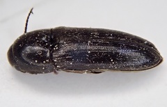 Eucnemis capucina