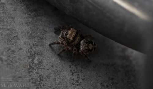 Bold Jumping Spider