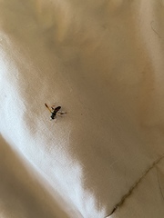 Meromacrus gloriosus