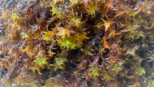 Geheebia ferruginea observed 2026-08-23