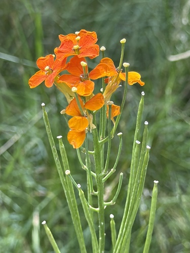 Erysimum capitatum, photograph 5