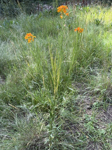 Erysimum capitatum, photograph 6