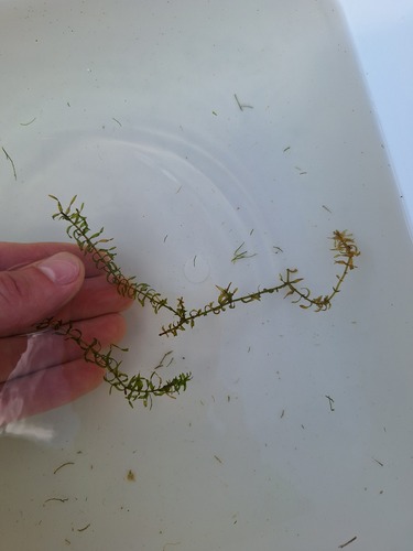 Elodea nuttallii, photograph 4