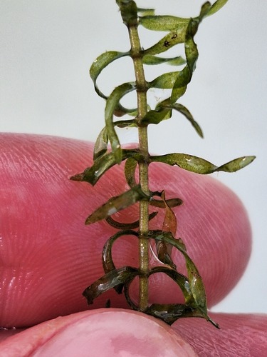 Elodea nuttallii, photograph 5