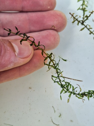 Elodea nuttallii, photograph 3