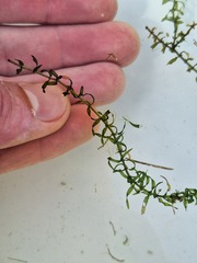 Elodea nuttallii, photograph (c) deefinder200, some rights reserved (CC BY)