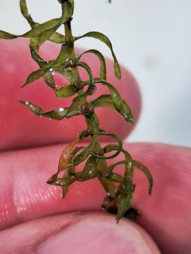 Elodea nuttallii, photograph 6