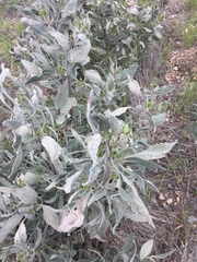 Eriodictyon traskiae smithii