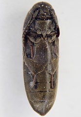 Eucnemis capucina