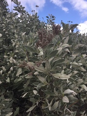 Eriodictyon traskiae smithii