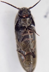 Eucnemis capucina
