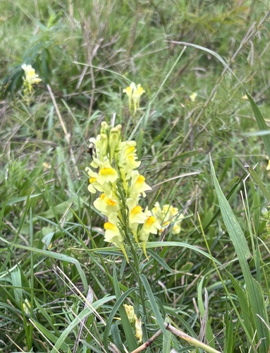 common toadflax