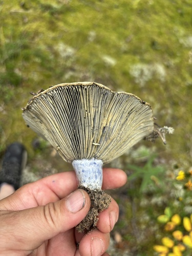 indigo milk cap