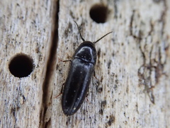 Eucnemis capucina