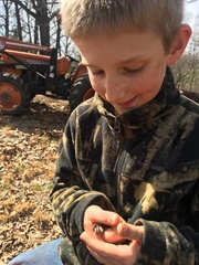 Virginia valeriae elegans