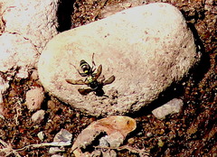 Polybia occidentalis