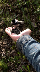 Poecile atricapillus