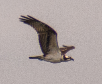 Osprey