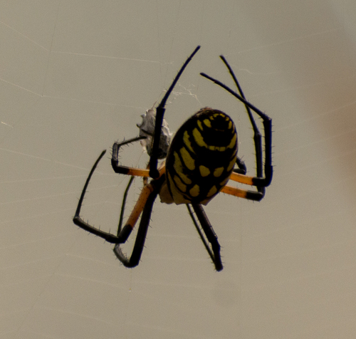 Yellow Garden Spider
