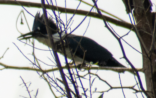 Belted Kingfisher