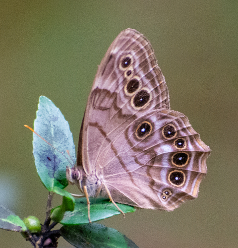 Southern Pearly-eye