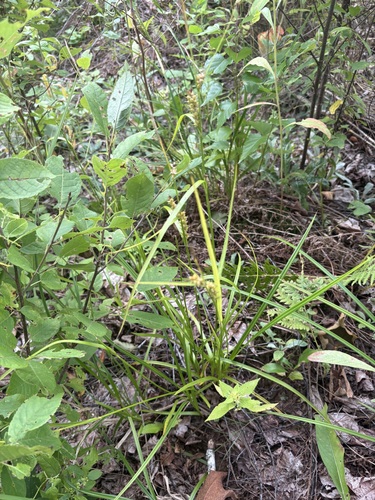 Carex houghtoniana, 2026-08-22