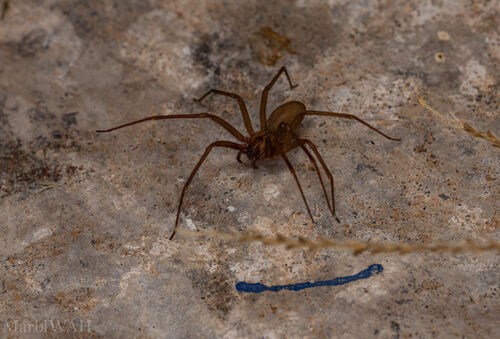 Brown Recluse
