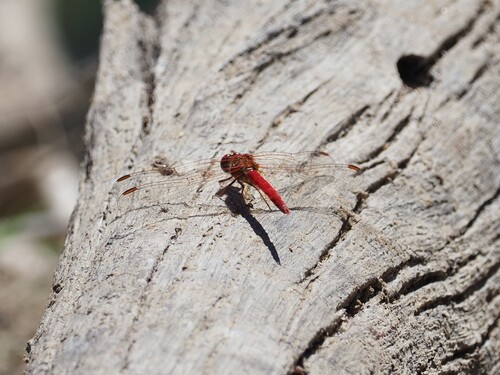 Scarlet Percher