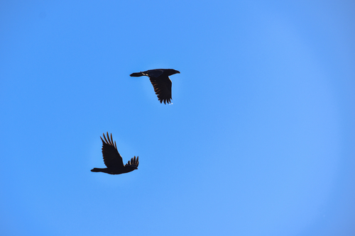 Common Raven