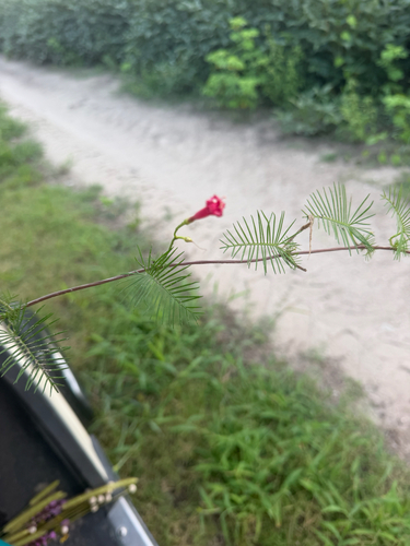 Cypress Vine