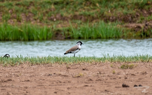 River Lapwing