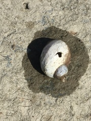 Ladislavella atkaensis