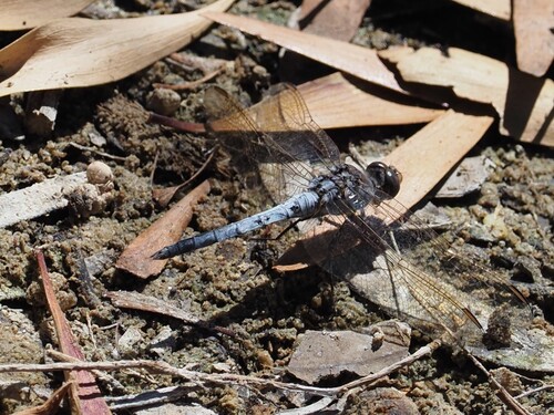 Blue Skimmer