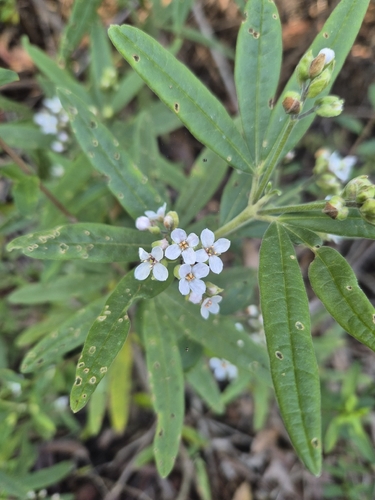 Zieria arborescens arborescens