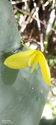 Pleurothallis titan, photograph 4
