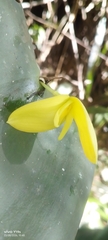 Pleurothallis titan, photograph author not stated, no rights reserved