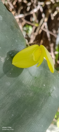 Pleurothallis titan, photograph 5