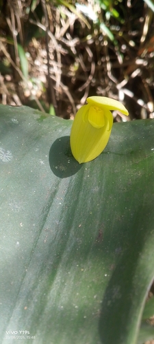 Pleurothallis titan, photograph 6