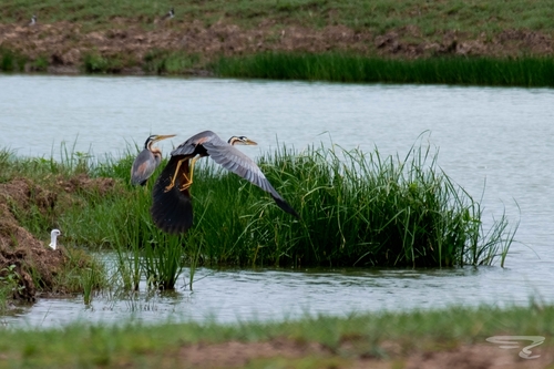 Purple Heron